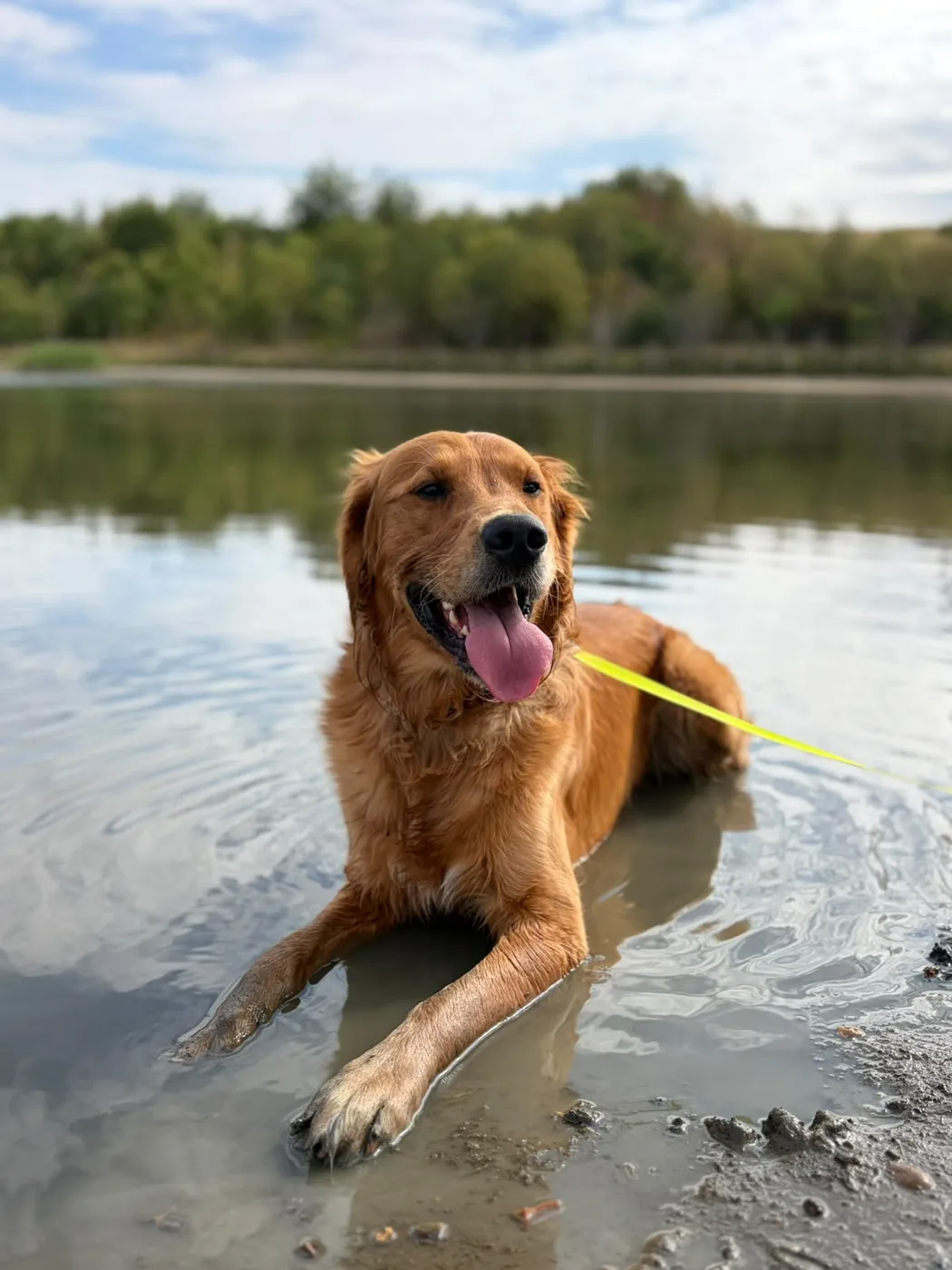 Oakley lying in the shallows of a lake, tongue out