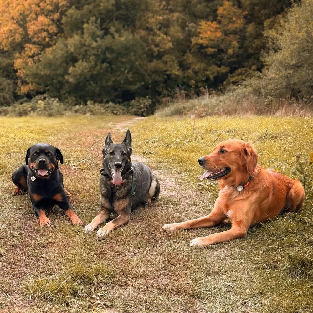 Oakley lying in an autumn field with a Rottweiler and a German Shepherd on a group walk